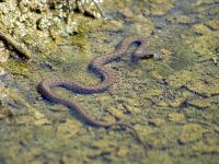 Екоинспекцията в Плевен работи по установяването на нарушител, продавал водна змия в сайт