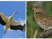 Птици от защитен вид изпратиха в спасителен център плевенските екоинспектори