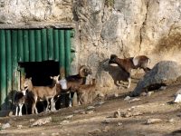 Плевенският зоопарк отваря врати с безплатен вход за децата по повод празника им