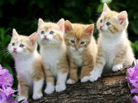 8 август – Международен ден на котките