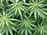 Двама задържани заради наркотици, в имота им са открити растения марихуана и готова продукция