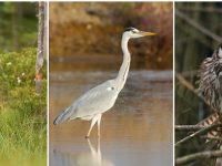 Извънредни проверки за защитени видове птици и животни извършиха плевенските екоинспектори