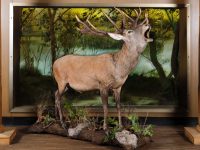 Благороден елен е новият експонат на Регионален исторически музей – Плевен
