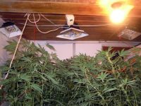 Домашна оранжерия за отглеждане на марихуана разкриха криминалистите от РУ – Левски