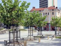 Започва оформянето на дървесните корони в района на новоремонтираната пешеходна зона на Плевен
