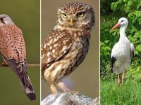 Плевенските екоинспектори извършиха 6 извънредни проверки за птици в безпомощно състояние