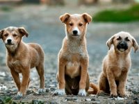 Кампания за кастрация и ваксинация на бездомни кучета се провежда в Червен бряг