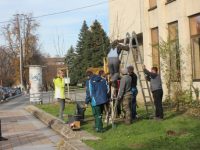 За седмица засадиха първите 71 нови фиданки по плевенските улици