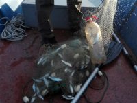 Хванаха двама да ловят риба в Дунава с електрически ток
