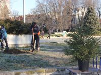 Работници на „Паркстрой” ще засадят живите елхички и на граждани