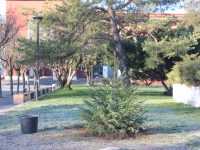 Коледното дръвче на Общината ще расте в центъра на града