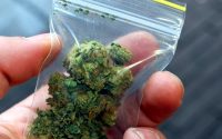 Двама непълнолетни са задържани с марихуана в Плевен