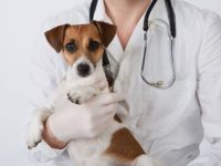 Кампания за кастрация, ваксинация и обезпаразитяване на безстопанствени кучета ще се проведе от 23 до 27 март в Червен бряг и Койнаре