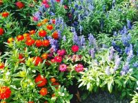 Разнообразие от летни цветя, билки и подправки предлага в оранжерията си  „Паркстрой” ЕООД