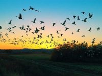 Световният ден за опазване на мигриращите птици се отбелязва на 10 май