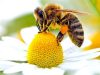 20 май е Световен ден на пчелите