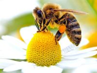 20 май е Световен ден на пчелите