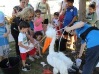 Много емоции донесе второто издание на Фестивала на къдроглавия пеликан
