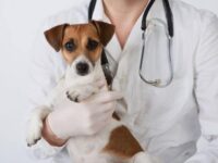 Четиридневна кампания за кастрация, ваксинация и обезпаразитяване на безстопанствени кучета ще се проведе в Червен бряг