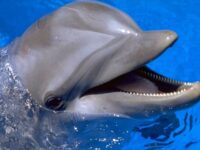 Днес е Световният ден на китовете и делфините