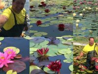 Нови водни лилии ще направят парк Кайлъка по-красив и привлекателен