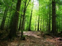 До 15 септември собственици на имоти в горски територии могат да ги предложат за изкупуване от държавните горски предприятия