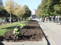 Над 12 000 теменуги ще красят централната част на Плевен