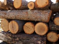 Незаконно придобита дървесина откриха в частен имот в Буковлък