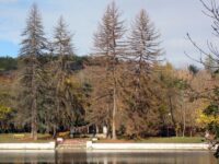Близо 30 стари и болни дървета премахват поетапно от „Паркстрой” в парк „Кайлъка”