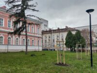 Близо 40 нови дървета засадиха в Кайлъка, Градската и ЖК „Мара Денчева“ – снимки