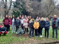 Ученици от ОУ „Цветан Спасов“ посадиха сребърен смърч в двора на Историческия музей – снимки