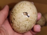 РИОСВ-Плевен участва в спасяването на четири яйца на Бял щъркел