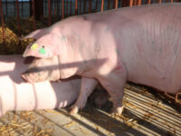 В община Червен бряг: започват периодични проверки за инвентаризация на свиневъдните обекти „лични стопанства“