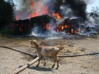 Огнеборците спасиха 30 тона фураж и 383 кози при пожар в кошара на пътя Искър-Староселци