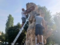 Вековно дърво в Плевен ще указва историческите и културни забележителности