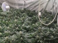 132 килограма марихуана намериха в мини-лаборатория в плевенско село