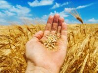 gold harvest in hand