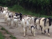 Трима непълнолетни задигнаха 5 кози от селскостопанска постройка в плевенско село