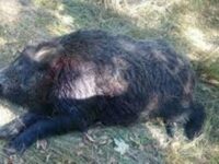Заловиха трима бракониери в плевенско село, убили диво прасе…