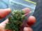 33-годишен предаде доброволно три полиетиленови плика с марихуана в района гарата