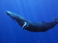 На 19 февруари отбелязваме Световния ден за защита на морските бозайници