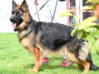 Плевен ще бъде домакин на Развъдна изложба на немски овчарски кучета на 28 април