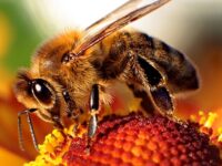 Лектория на тема „Фактори за изчезване на пчелните семейства“ ще се проведе днес в Плевен