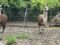 Двойка лами са новите обитатели на зоопарк „Кайлъка“
