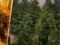 В имота на 41-годишна в град Кнежа намериха парник за отглеждане на марихуана