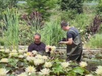 Красивият свят на водните лилии събира любители и професионални художници на пленер край Плевен