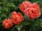 Зацветяват Плевен и общината с 20 000 розови храста, осигурени от дарител